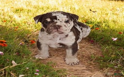 English Bulldog dogs for sale: Rocky - Image 5