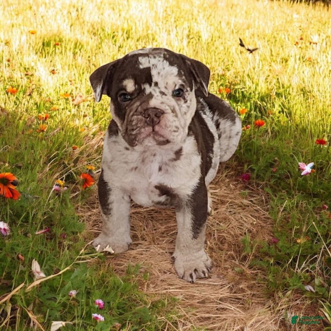 English Bulldog dogs for sale: Rocky - Image 5