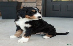 Bernedoodle dogs for sale: Charlie - Image 5