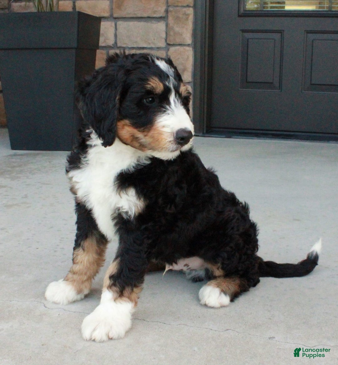 Bernedoodle dogs for sale: Charlie - Image 5