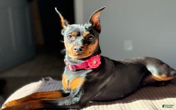 Miniature Pinscher dogs for sale: Violet - Image 7