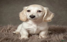 Dachshund dogs for sale: Deli - Image 4