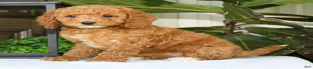 Vicky