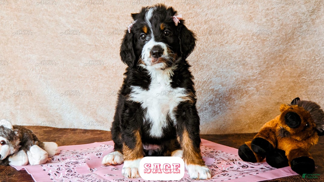 Bernedoodle dogs for sale: Sage - Image 11
