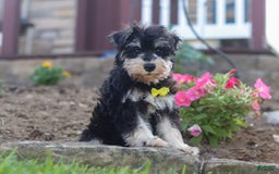 Miniature Schnauzer dogs for sale: Denver - Image 14