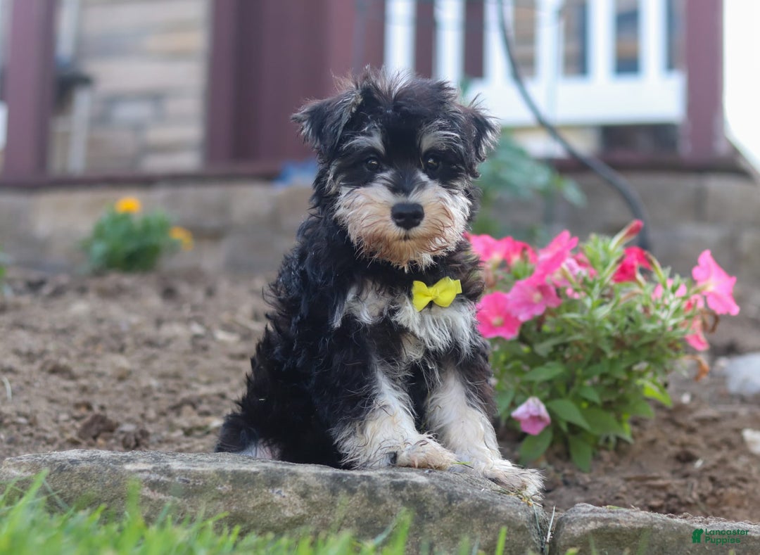 Miniature Schnauzer dogs for sale: Denver - Image 14