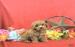 Miniature Poodle dogs for sale: Zach - Image 5