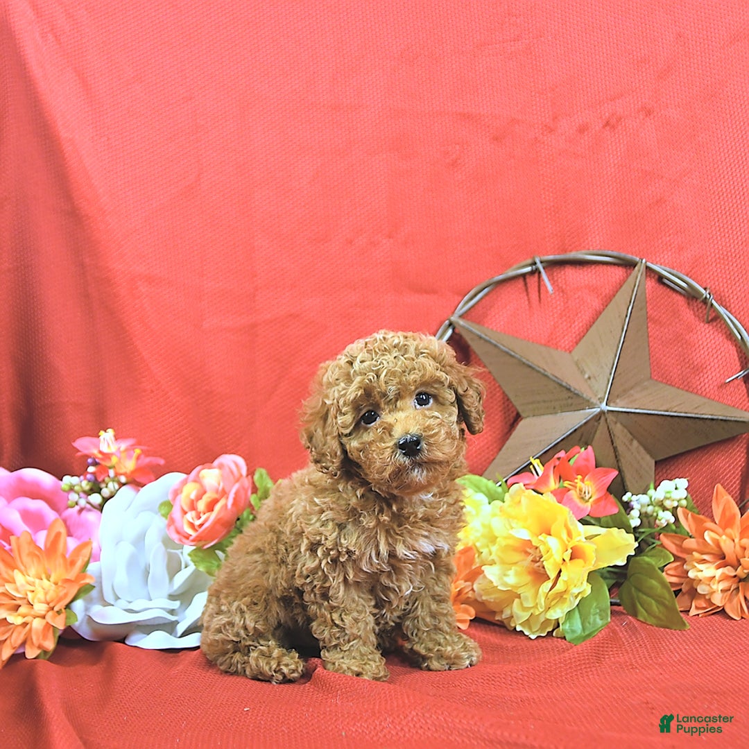 Miniature Poodle dogs for sale: Zach - Image 5