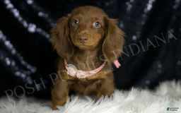 Miniature Dachshund dogs for sale: Mandy - Image 3