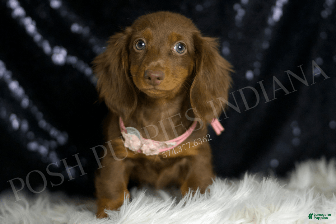 Miniature Dachshund dogs for sale: Mandy - Image 3