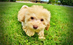 Havapoo dogs for sale: Twinkie - Image 3