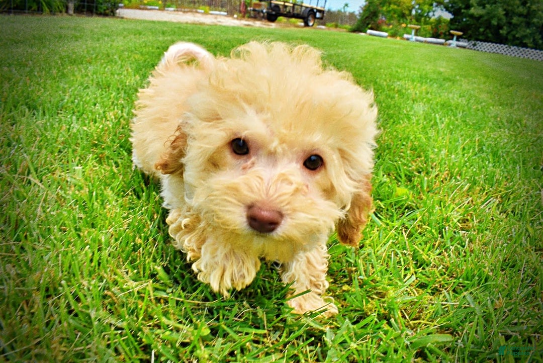 Havapoo dogs for sale: Twinkie - Image 3