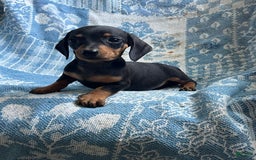Dachshund dogs for sale: Charlie - Image 4
