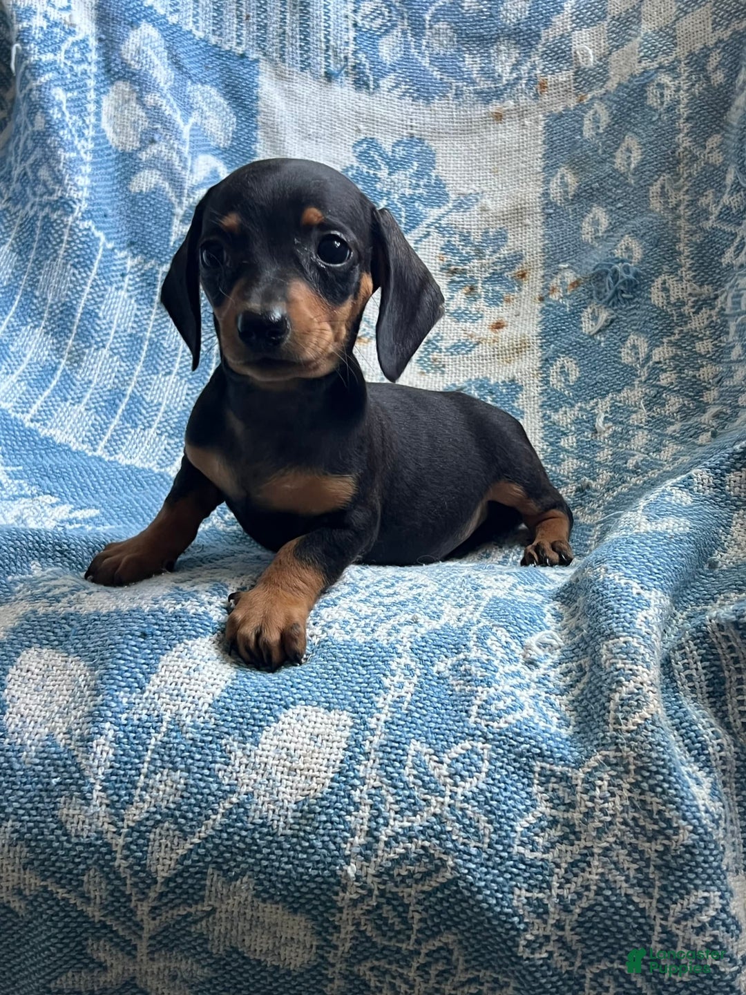 Dachshund dogs for sale: Charlie - Image 4