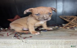 American Bully dogs for sale: Tip - Image 3