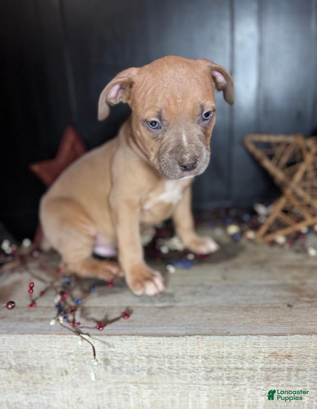 American Bully dogs for sale: Tip - Image 3