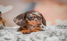 Miniature Dachshund dogs for sale: Butter Cup - Image 9