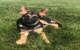 German Shepherd dogs for sale: Max - Image 3