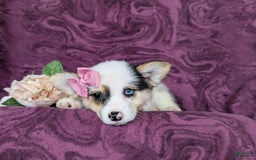 Welsh Corgi Pembroke dogs for sale: Kandee - Image 6