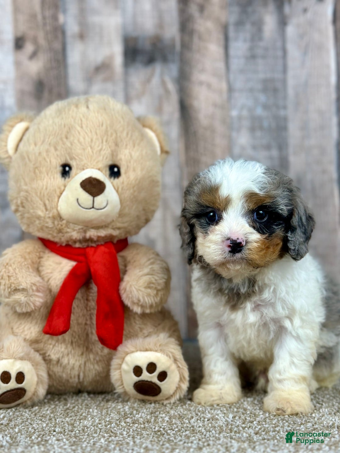 Cavapoo dogs for sale: Baxter - Image 5