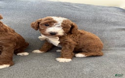 Mini Goldendoodle dogs for sale: Petite Bolt - Image 12