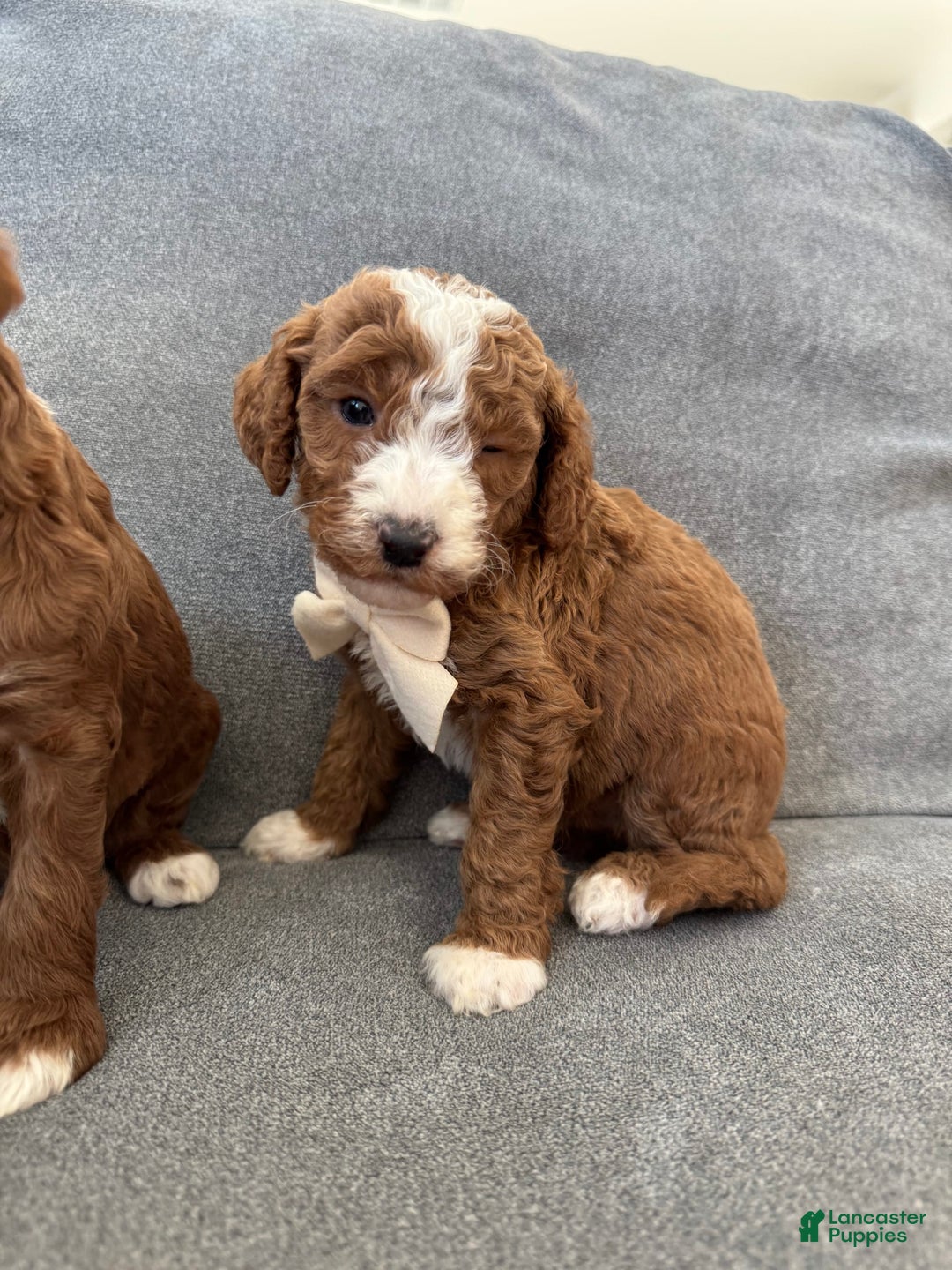 Mini Goldendoodle dogs for sale: Petite Bolt - Image 12