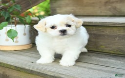 Teddy Bear dogs for sale: Ivy - Image 4