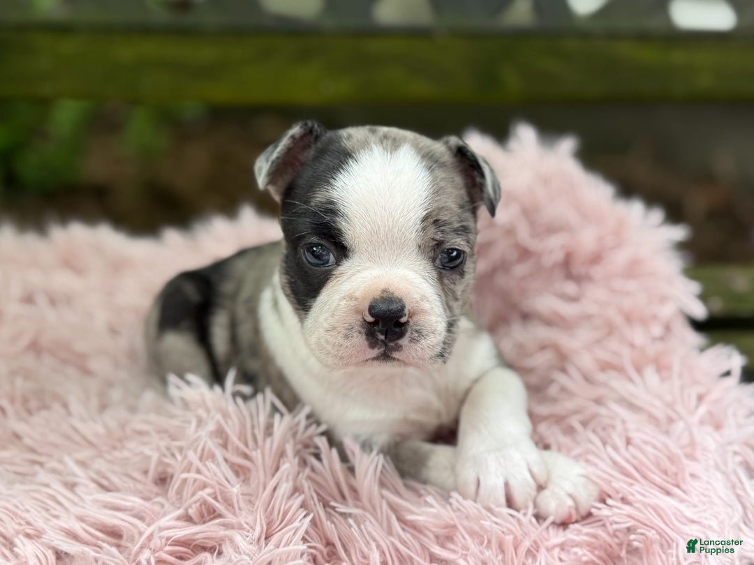 Frenchton dogs for sale: Jaida - Image 11
