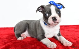 Frenchton dogs for sale: Blaze - Image 5