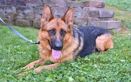 German Shepherd dogs for sale: Beauty - Image 8