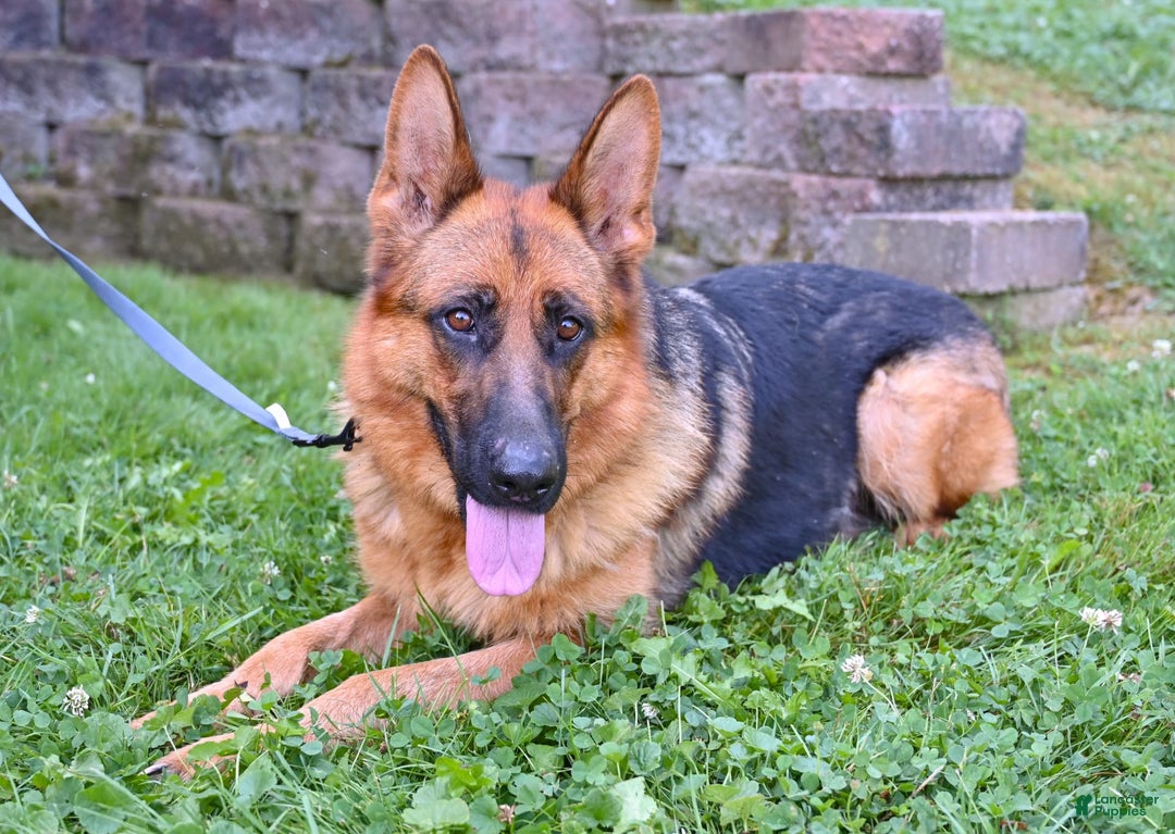 German Shepherd dogs for sale: Beauty - Image 8