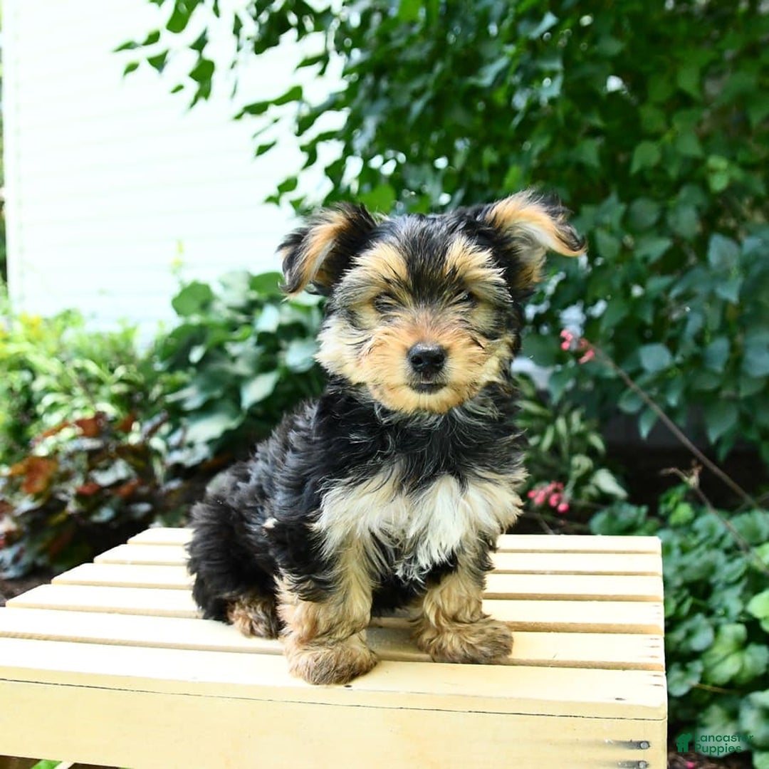 Yorkshire Terrier dogs for sale: Barkley - Image 12