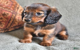 Miniature Dachshund dogs for sale: Chocolate Cream - Image 3