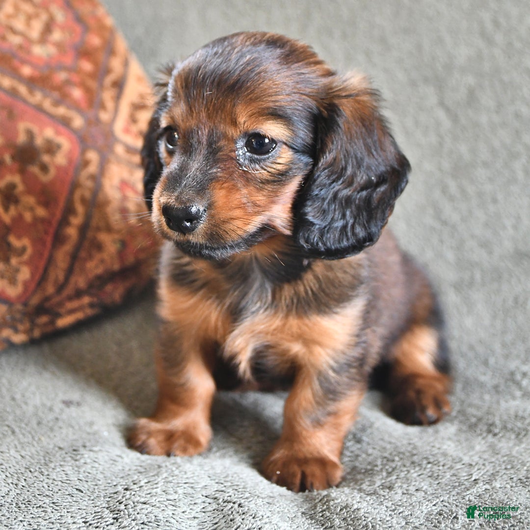 Miniature Dachshund dogs for sale: Chocolate Cream - Image 3