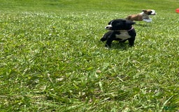 Boxer dogs for sale: Pink - Image 2