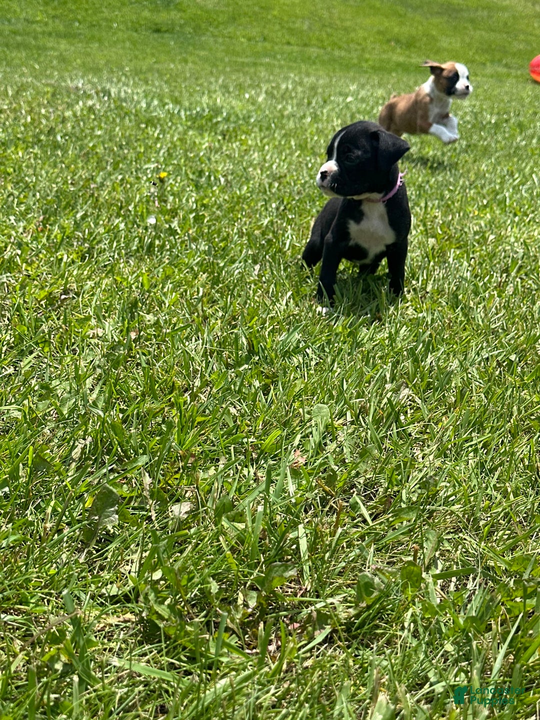Boxer dogs for sale: Pink - Image 2