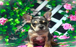 French Bulldog dogs for sale: Arlo - Image 2