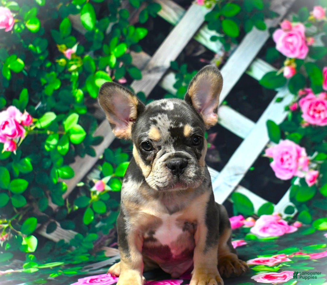 French Bulldog dogs for sale: Arlo - Image 2