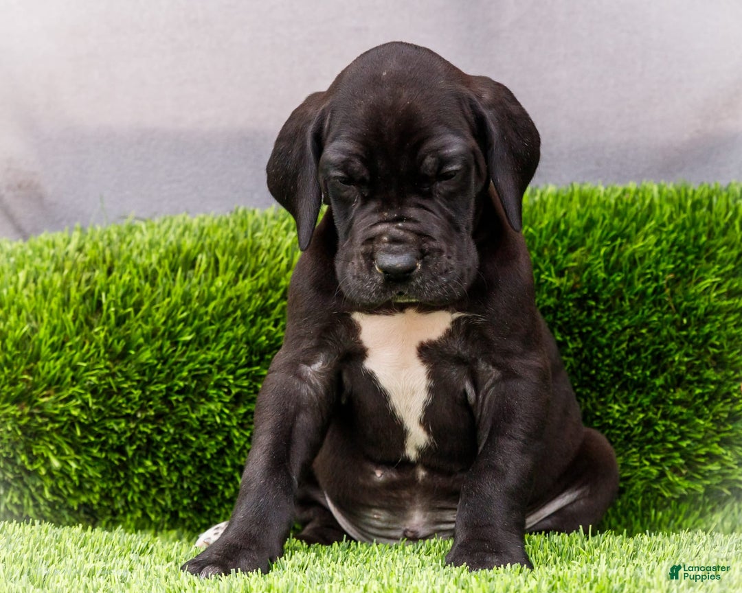 Great Dane dogs for sale: Jasper - Image 6