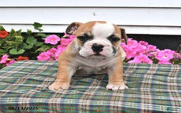 English Bulldog dogs for sale: Buster - Image 1