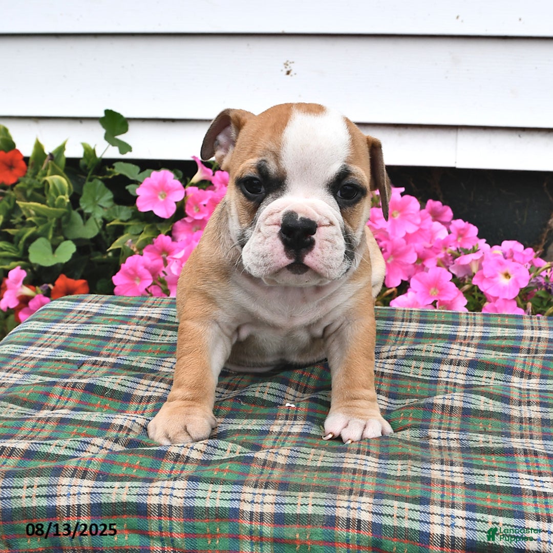 English Bulldog dogs for sale: Buster - Image 1