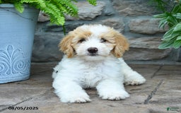 Bernedoodle dogs for sale: Jesse - Image 2