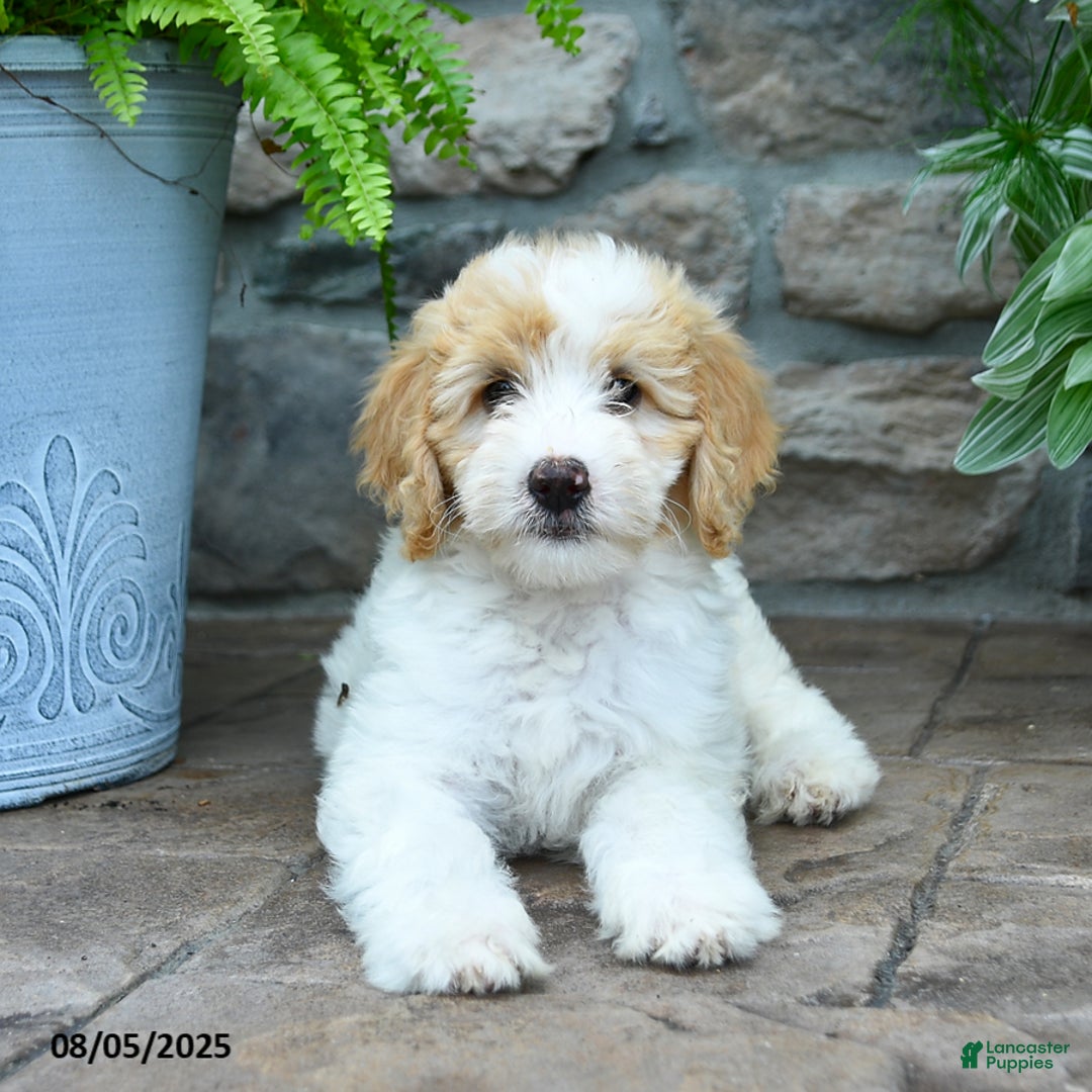 Bernedoodle dogs for sale: Jesse - Image 2