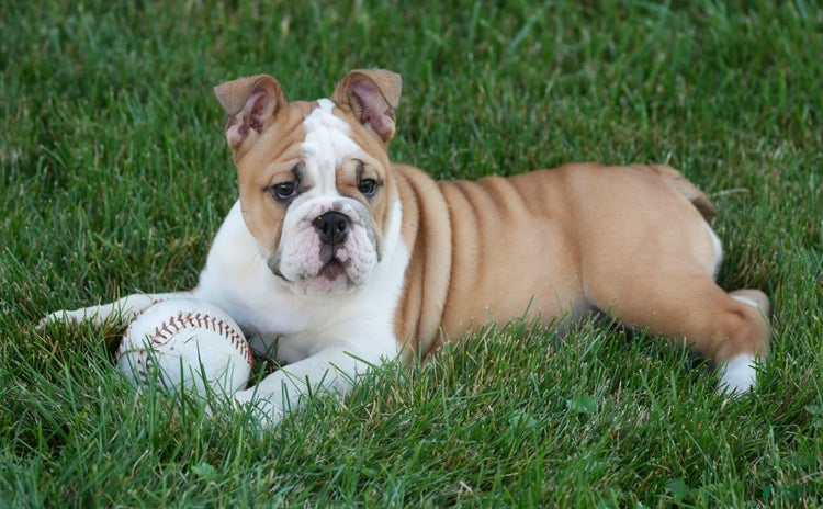 English Bulldog dogs for sale - Ad 3