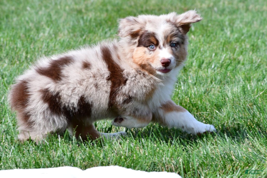 Australian Shepherd dogs for sale: Australian Shepherd 7 puppies - Image 12