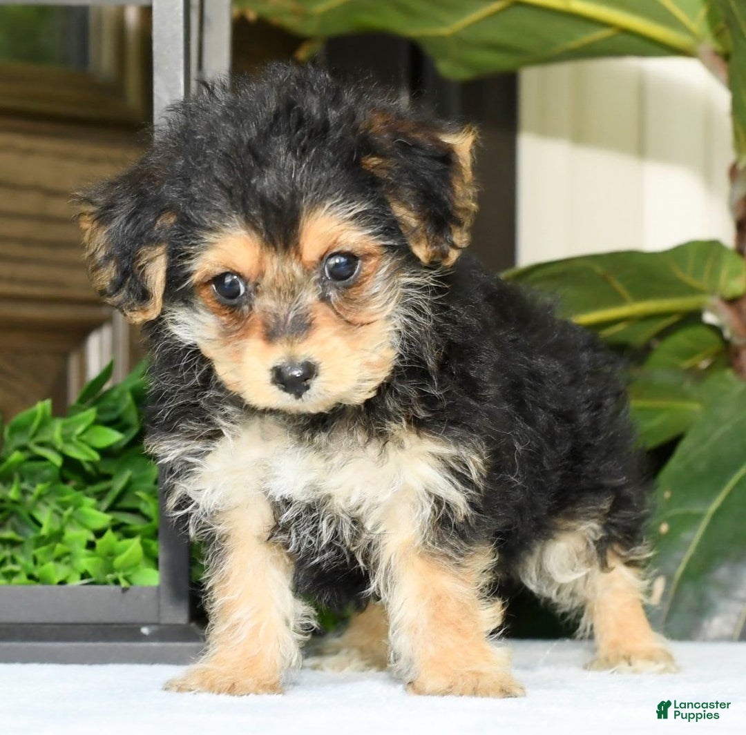 Yochon dogs for sale: Ricky - Image 7