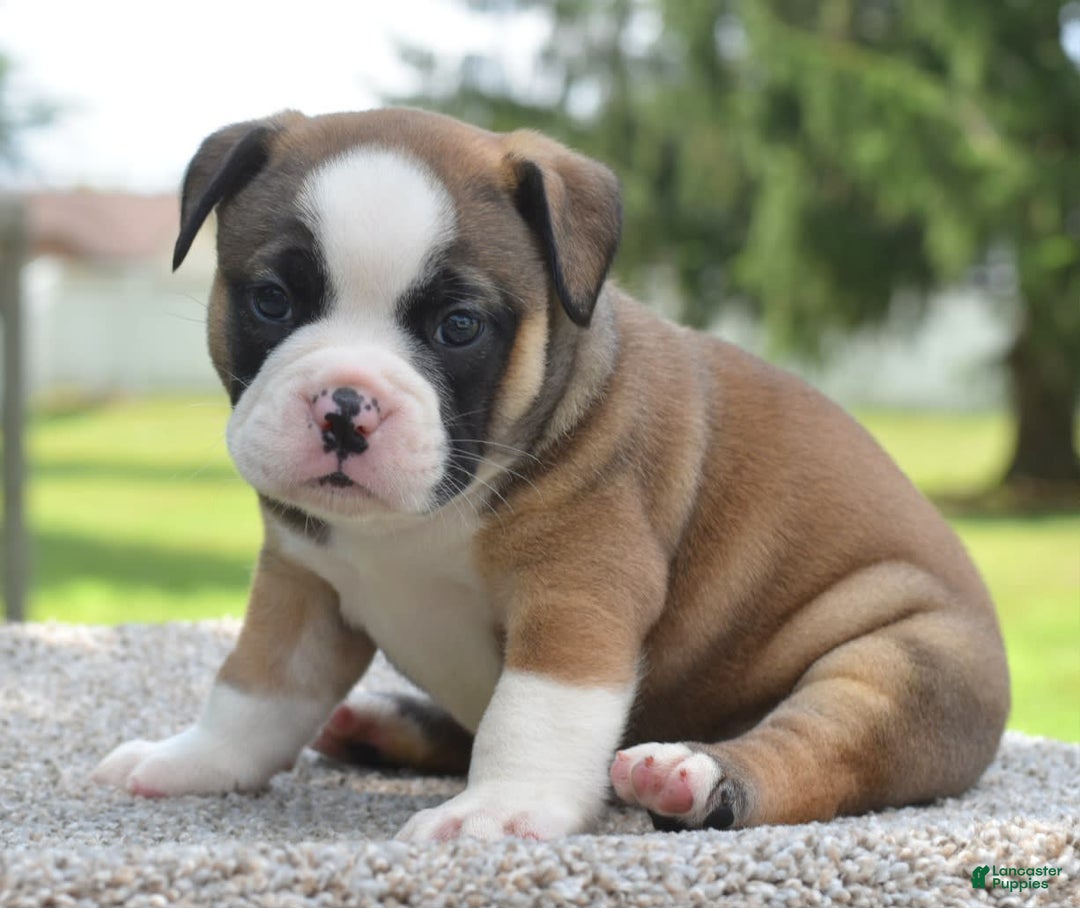 French Bulldog dogs for sale: Bentley mini bulldogge - Image 8