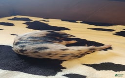 Catahoula Leopard Dog dogs for sale: Paris - Image 3