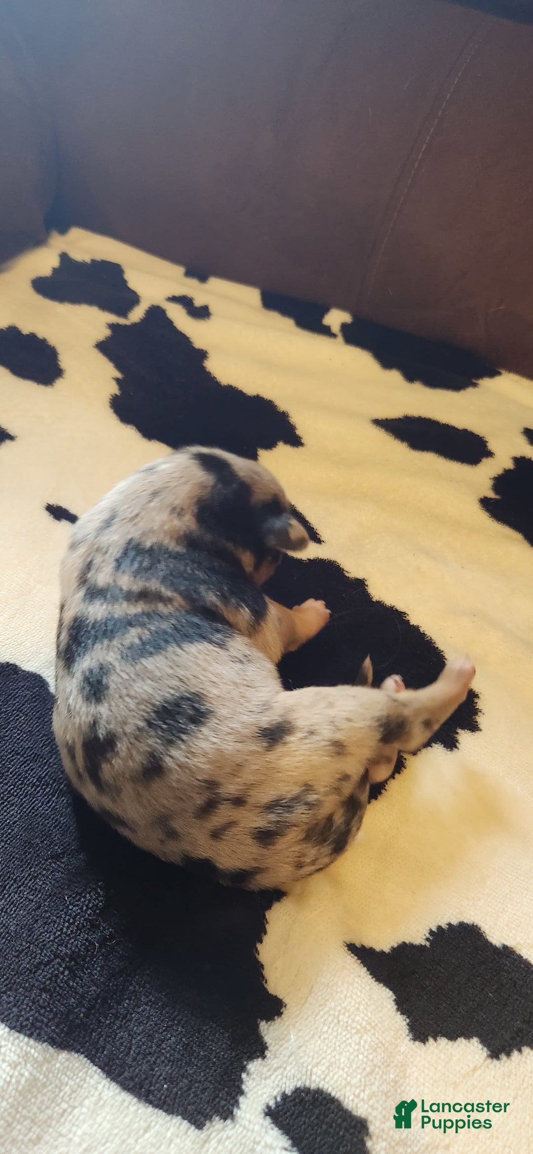 Catahoula Leopard Dog dogs for sale: Paris - Image 3
