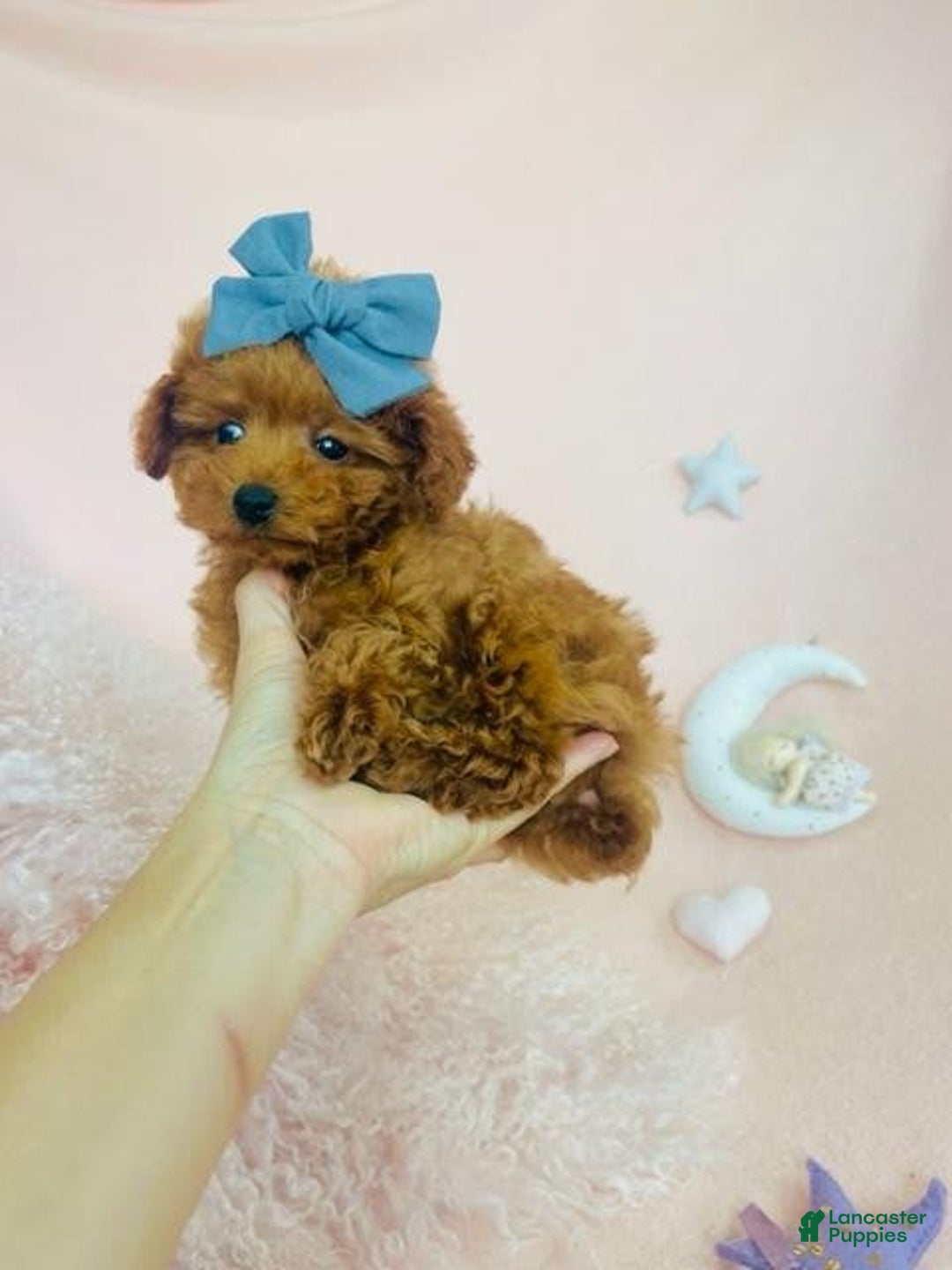 Toy Poodle dogs for sale: Pox - Image 1